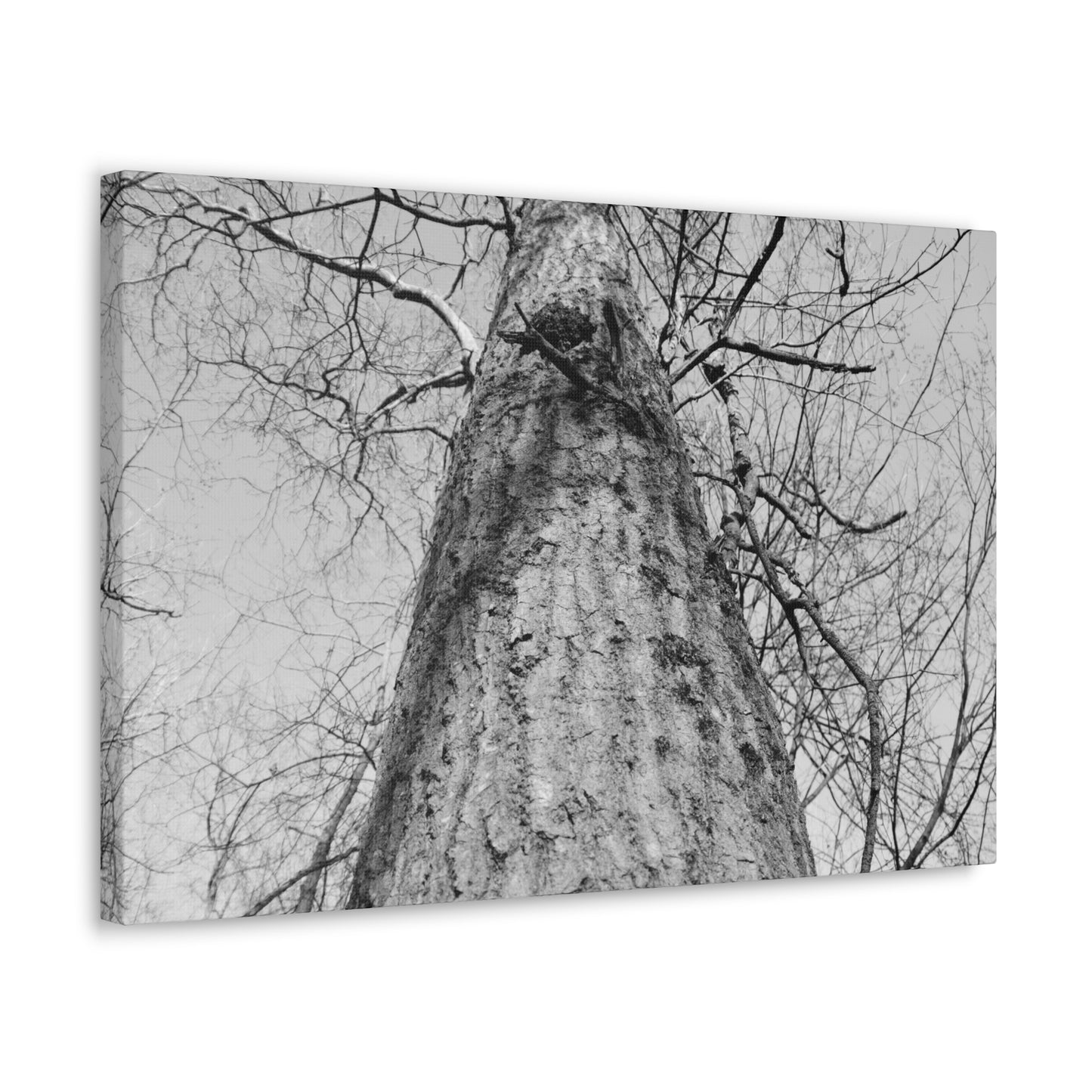 The Tree | Black and White Photography | Forest Canvas