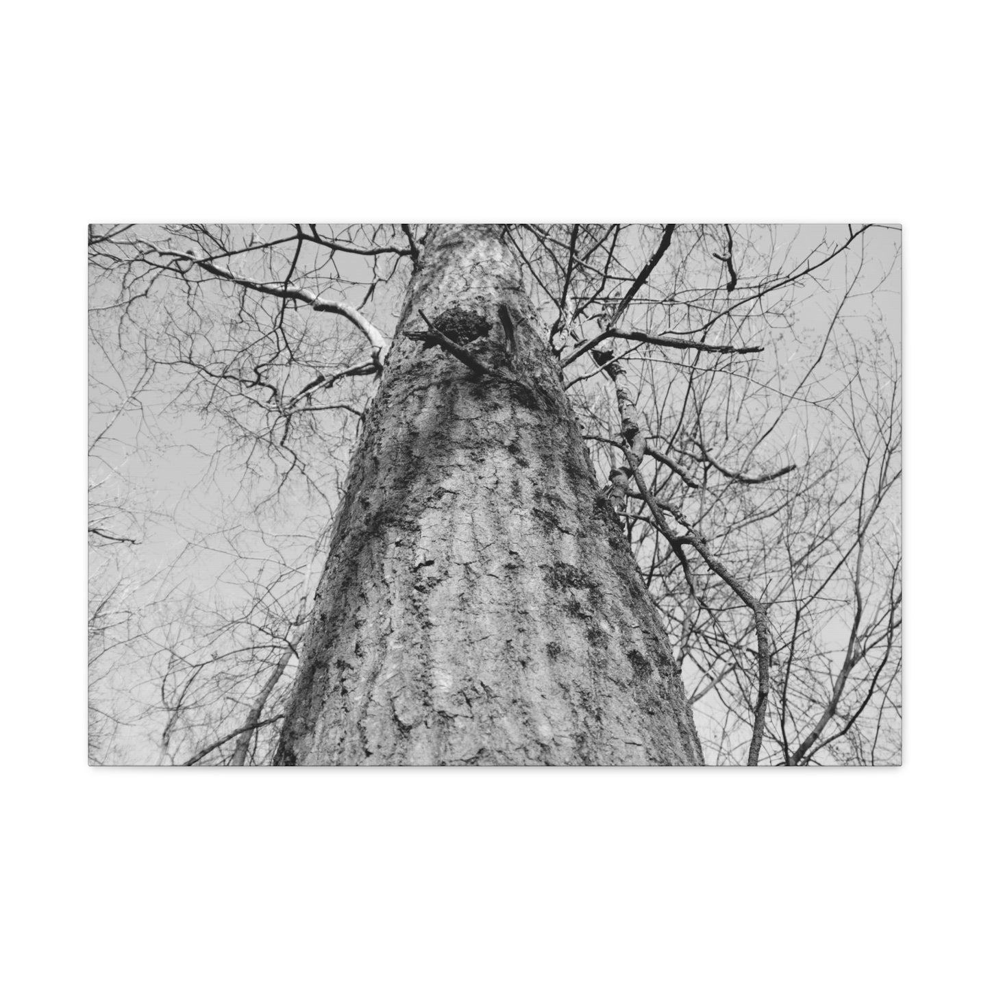 The Tree | Black and White Photography | Forest Canvas