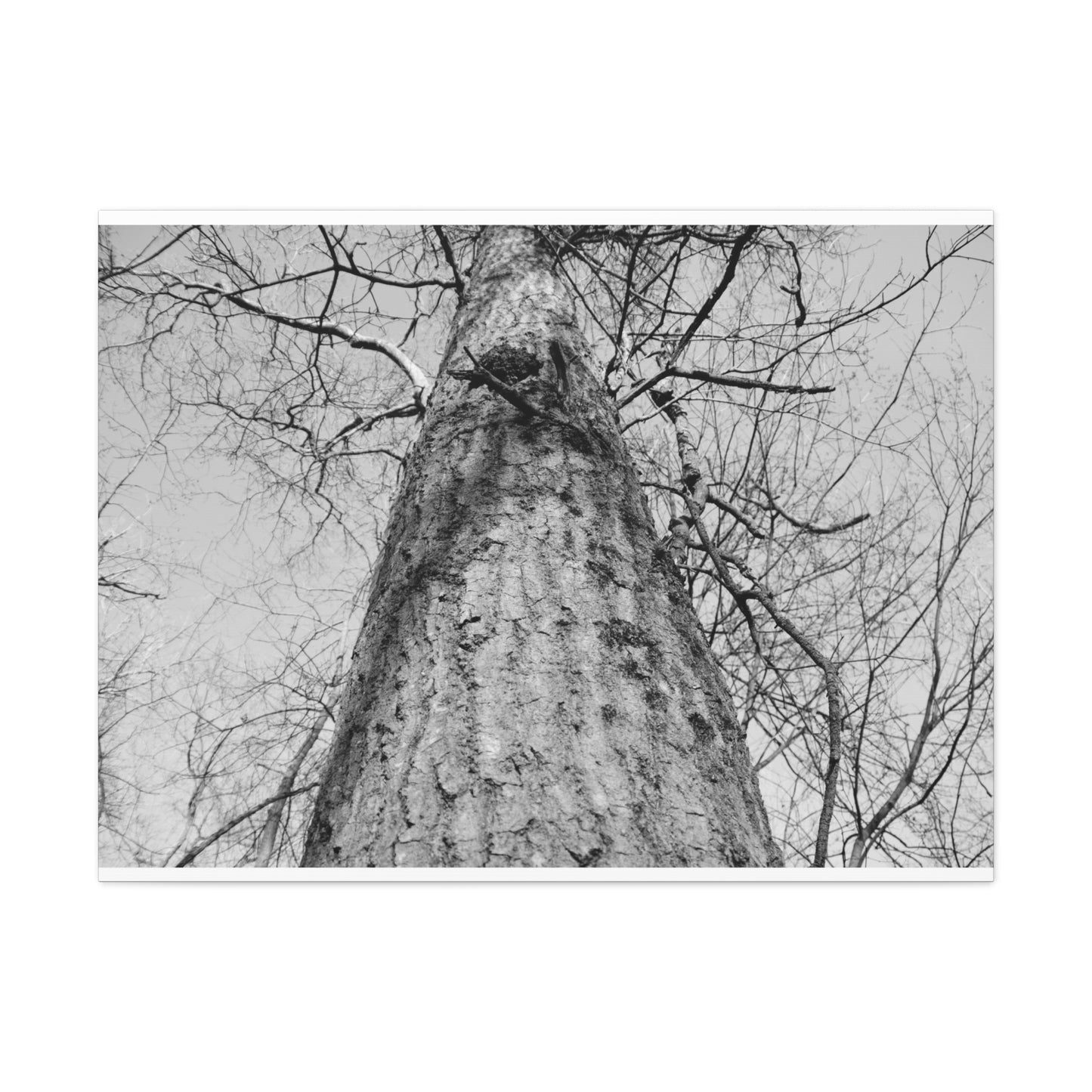 The Tree | Black and White Photography | Forest Canvas