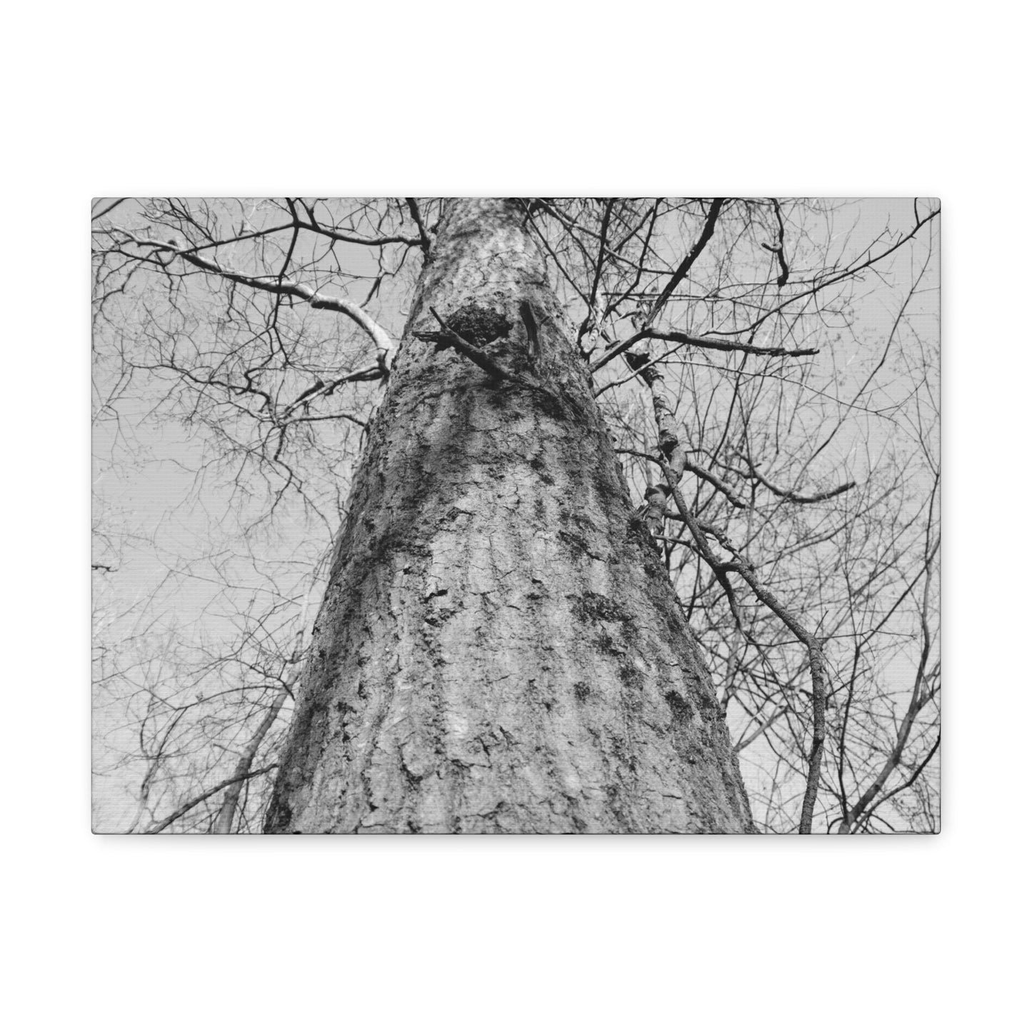 The Tree | Black and White Photography | Forest Canvas