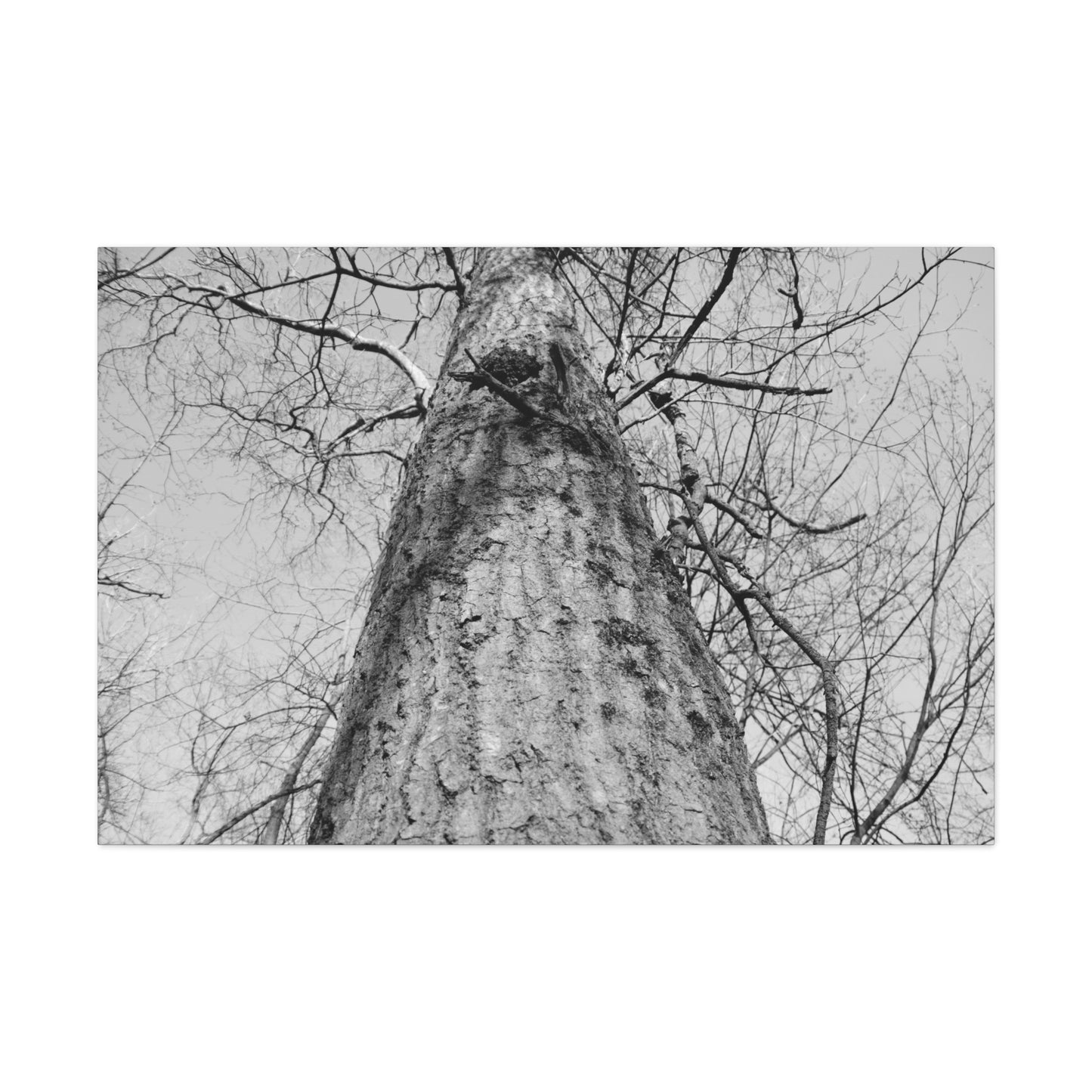 The Tree | Black and White Photography | Forest Canvas