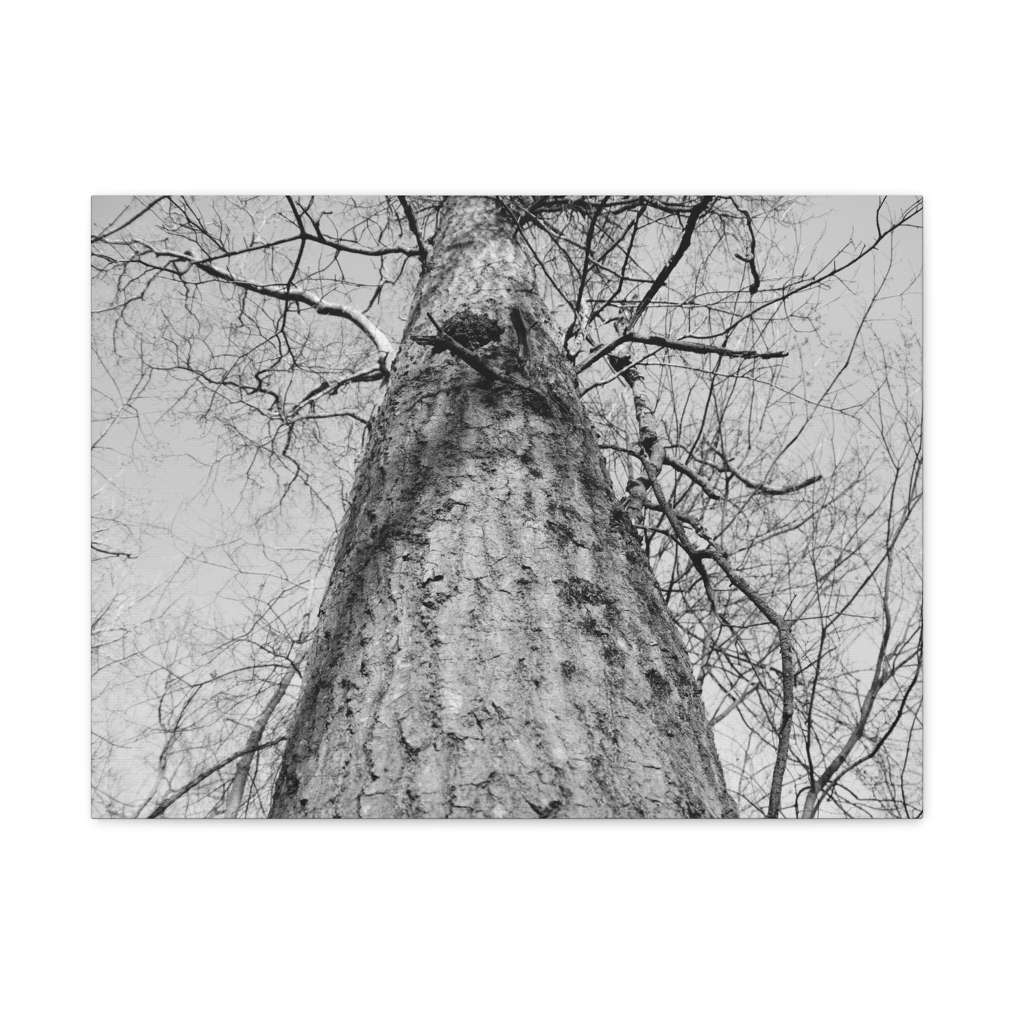 The Tree | Black and White Photography | Forest Canvas