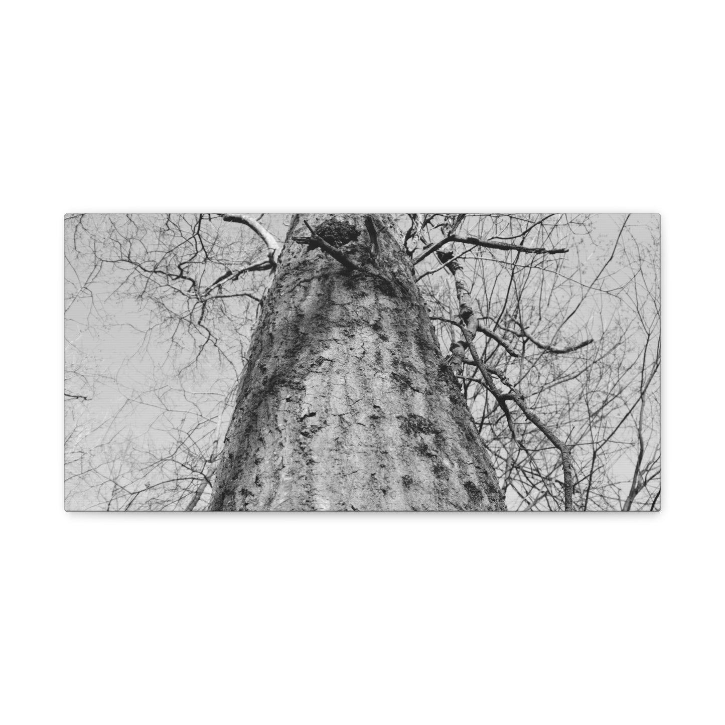 The Tree | Black and White Photography | Forest Canvas