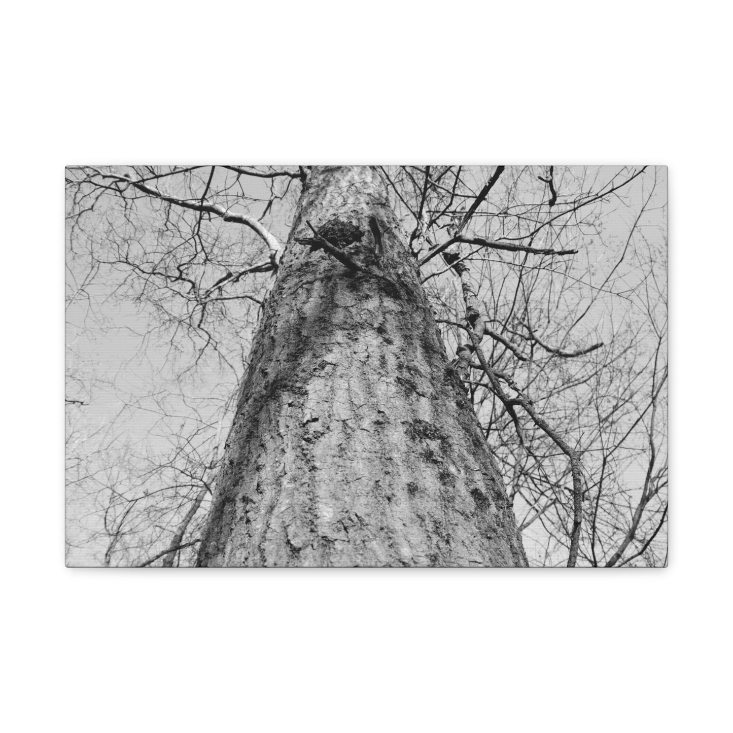 The Tree | Black and White Photography | Forest Canvas