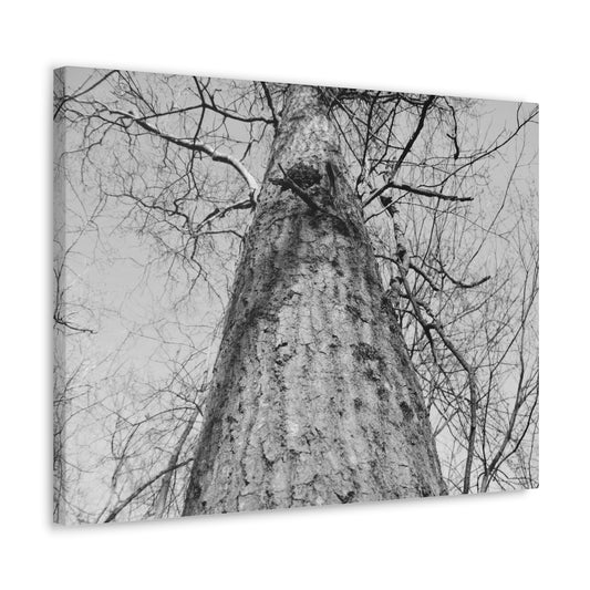 The Tree | Black and White Photography | Forest Canvas