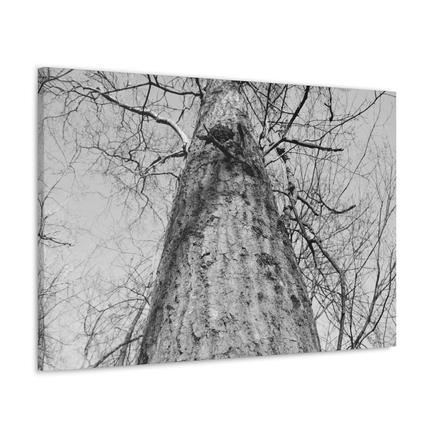 The Tree | Black and White Photography | Forest Canvas